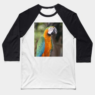 Harlequin Macaw Baseball T-Shirt